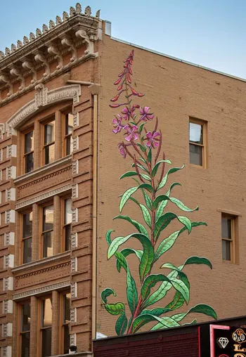 Fireweed