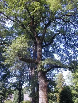 Oregon white oak