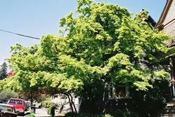Japanese maple