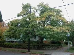 Japanese maple