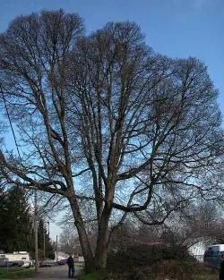 Oregon white oak