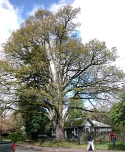 Oregon white oak