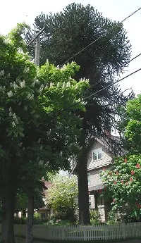 Monkey puzzle