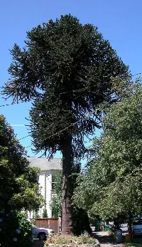 Monkey puzzle