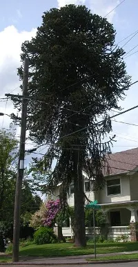 Monkey puzzle