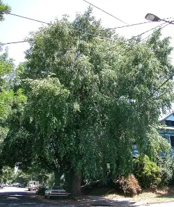 River birch