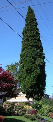 Incense cedar