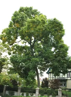 Shellbark hickory