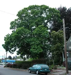 Spanish chestnut