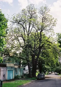 Northern catalpa