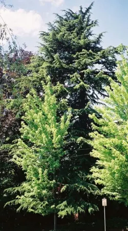 Deodar cedar