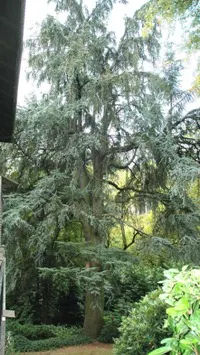 Atlas cedar