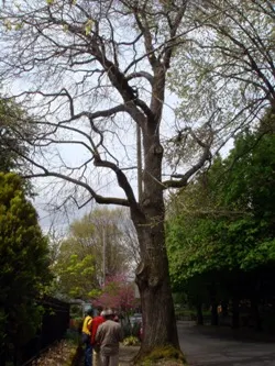 Spanish chestnut