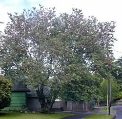 Judas tree