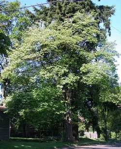 Pacific dogwood