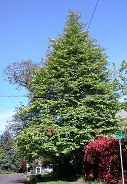 Pacific dogwood