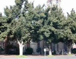 Lavalle hawthorn