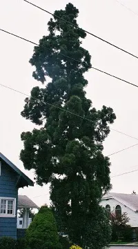 Cryptomeria