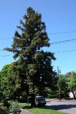 China fir