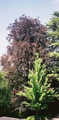 European beech