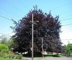 Copper beech