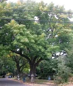American ash