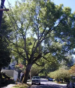 Oregon ash