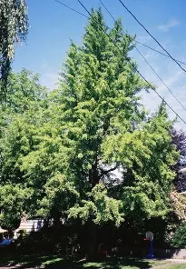 Ginkgo