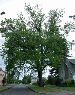 Black walnut