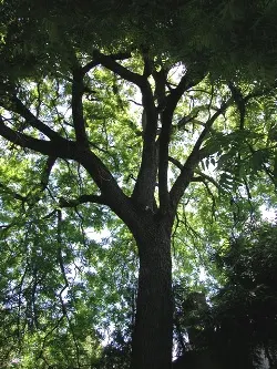 Black walnut
