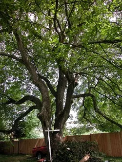 English walnut