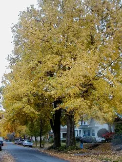 American sweetgum