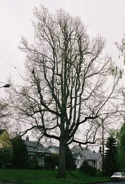 American sweetgum