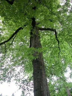 Tulip tree