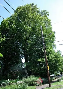 Tulip tree