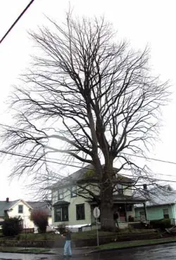 Tulip tree