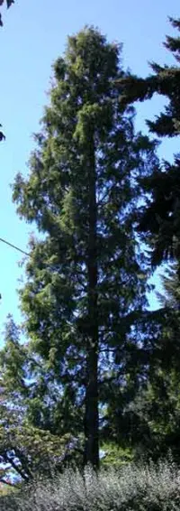 Dawn redwood
