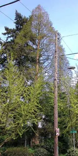 Dawn redwood