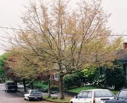 American hop-hornbeam
