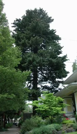 Western white pine