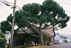 Italian stone pine