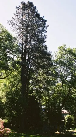 Ponderosa pine