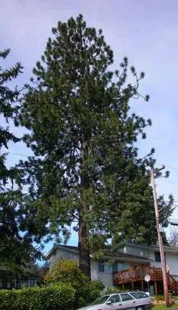 Ponderosa pine