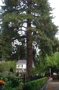 Ponderosa pine