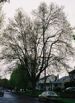 American sycamore
