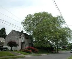 London planetree