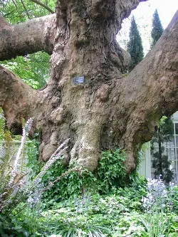 London planetree