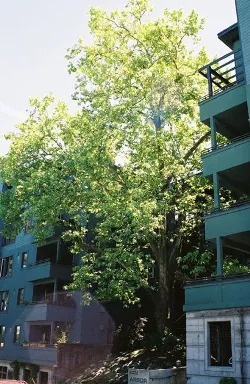 London planetree