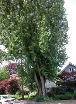Carolina poplar