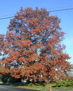 Scarlet oak